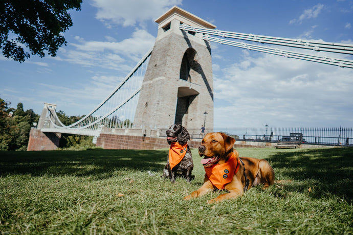 7 Best Dog Walks in Bristol (According to Bristolians)