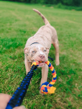 Load image into Gallery viewer, XL Bully puppy tugging on fleece toy