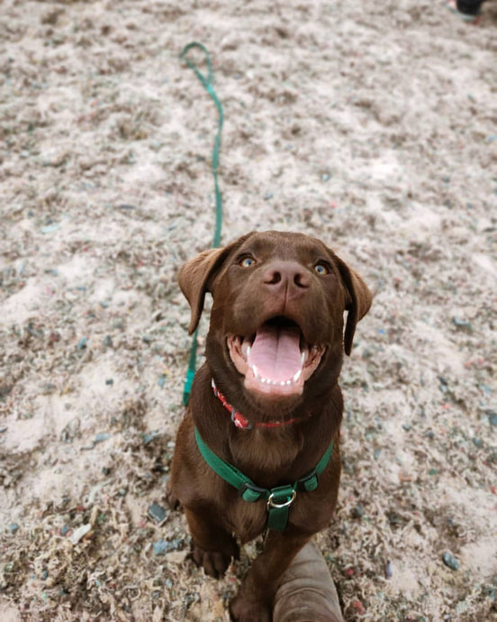 Why Your Puppy Bites & How To Stop It
