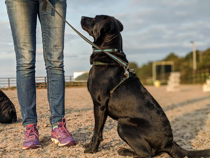 How to Train Your Dog To Focus Around Distractions