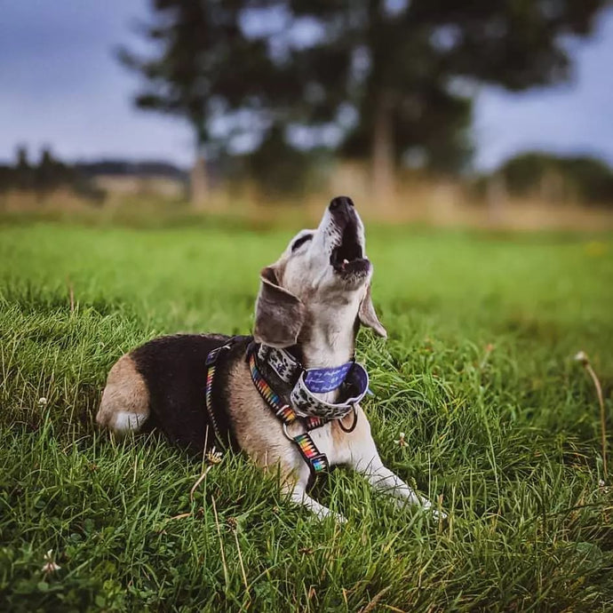 3 Places Every Lost Dog Visits