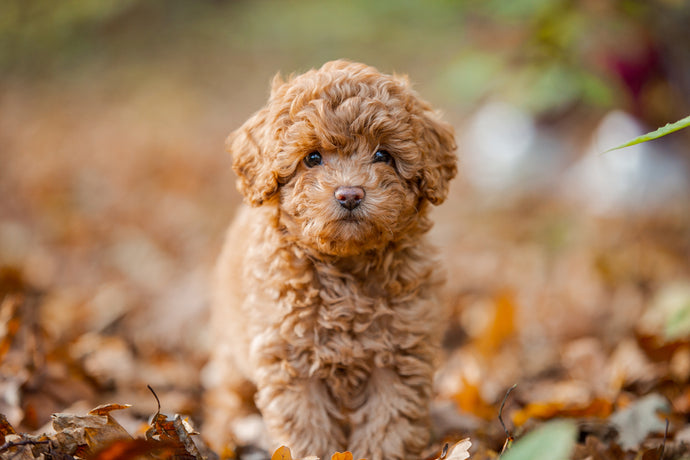 How to Socialise Your Puppy Before They Are Fully Vaccinated