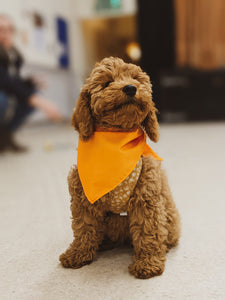 Puppy in orange bandana at puppy class in hengrove