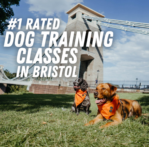 Bristol Good Dog Classes