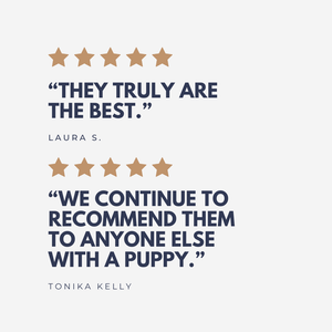Puppy Classes in Bristol