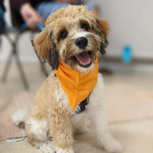 A puppy attending our puppy classes in Bristol. Wearing an orange bandana. 