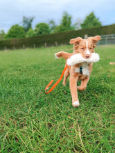 Load image into Gallery viewer, Retriever puppy with sheepskin chaser toy
