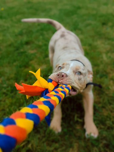 XL Bully tugging on bungee fleece tug toy