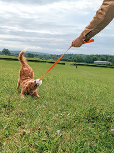 Retriever puppy tugging on orange sheepskin chaser toy