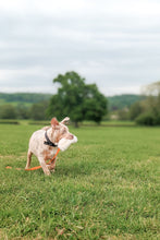 Load image into Gallery viewer, American XL Bully puppy holding sheepskin dog toy
