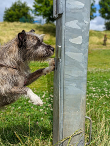 Terrier mix sniffing magnetic scent tin