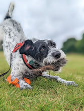 Load image into Gallery viewer, Dog play bowing with rabbit skin toy
