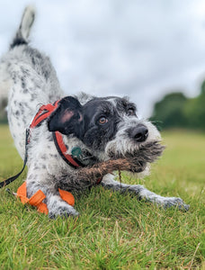 Dog play bowing with rabbit skin toy