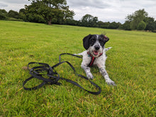 Load image into Gallery viewer, Dog with black 5 meter long line
