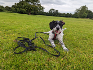 Dog with black 5 meter long line