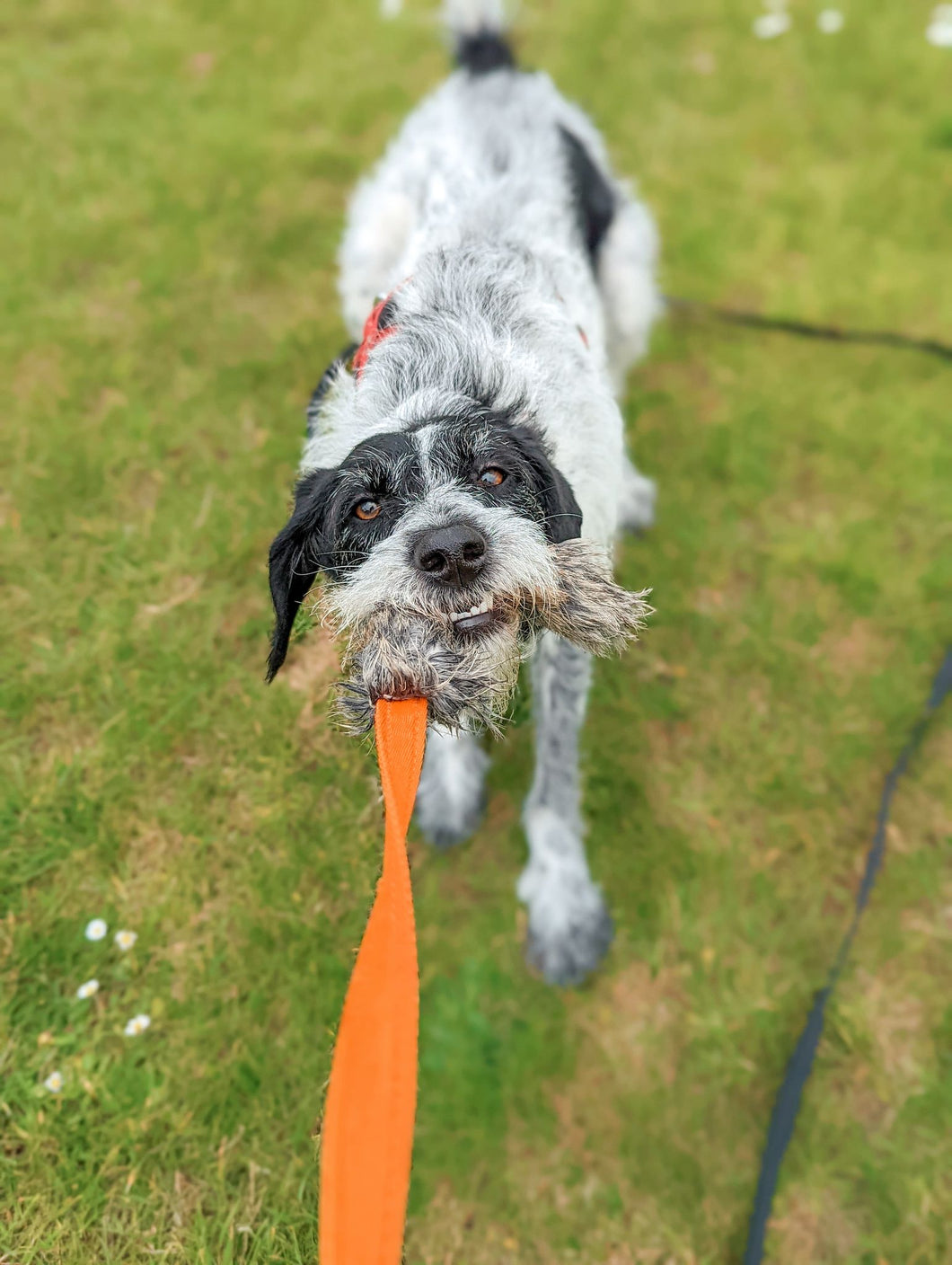 Dog tugging on rabbit skin tug toy