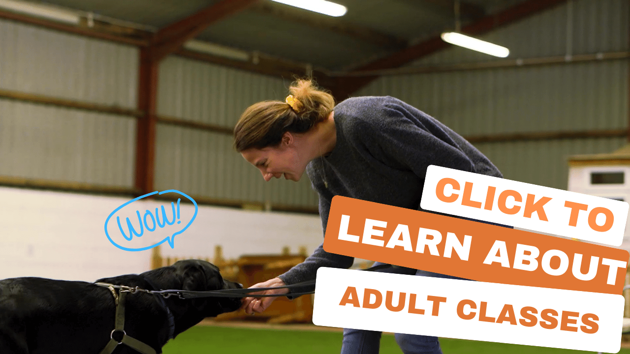 Adult dog hot sale training near me