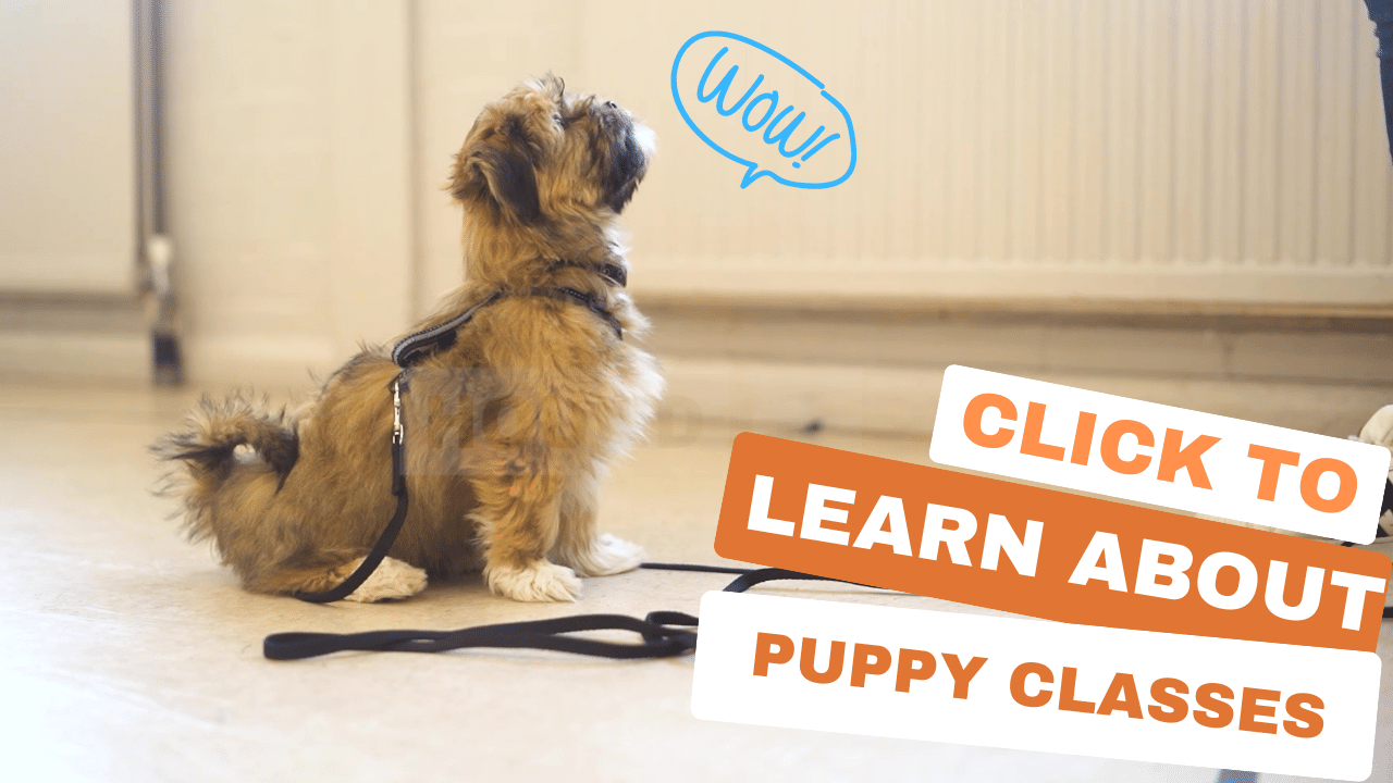 Puppy Training Classes in Bristol Brislington HoundPlus HoundPlus