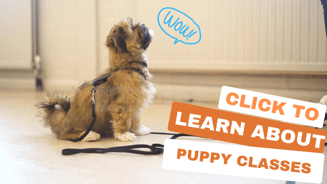 Puppy Class Gift Card