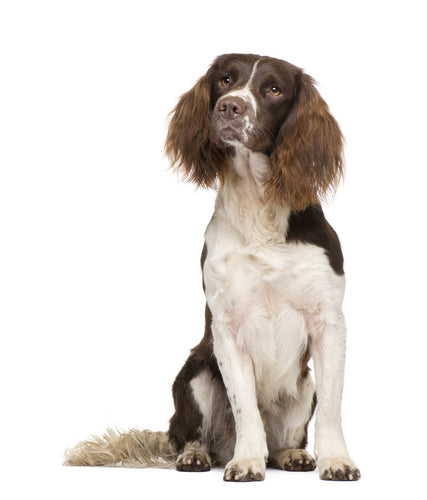 Demonstration of our scentwork classes